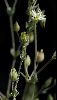 <em>Arenaria serpyllifolia</em>